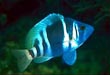 Indigo Hamlet Fish